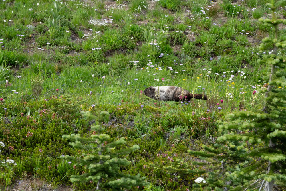 Hoary Marmot--Mt Rainier NP-0192.jpg