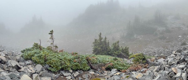 Krummholtz subalpine firs-Frozen Lake - Sunrise Loop-Mount Rainier-3743.jpg