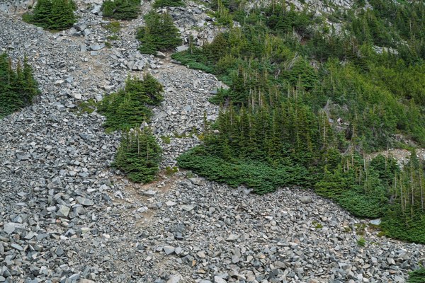 Krummholz--Mt Rainier NP-0130.jpg