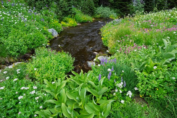 Lodi Creek reimerges.--Mt Rainier NP-0142.jpg