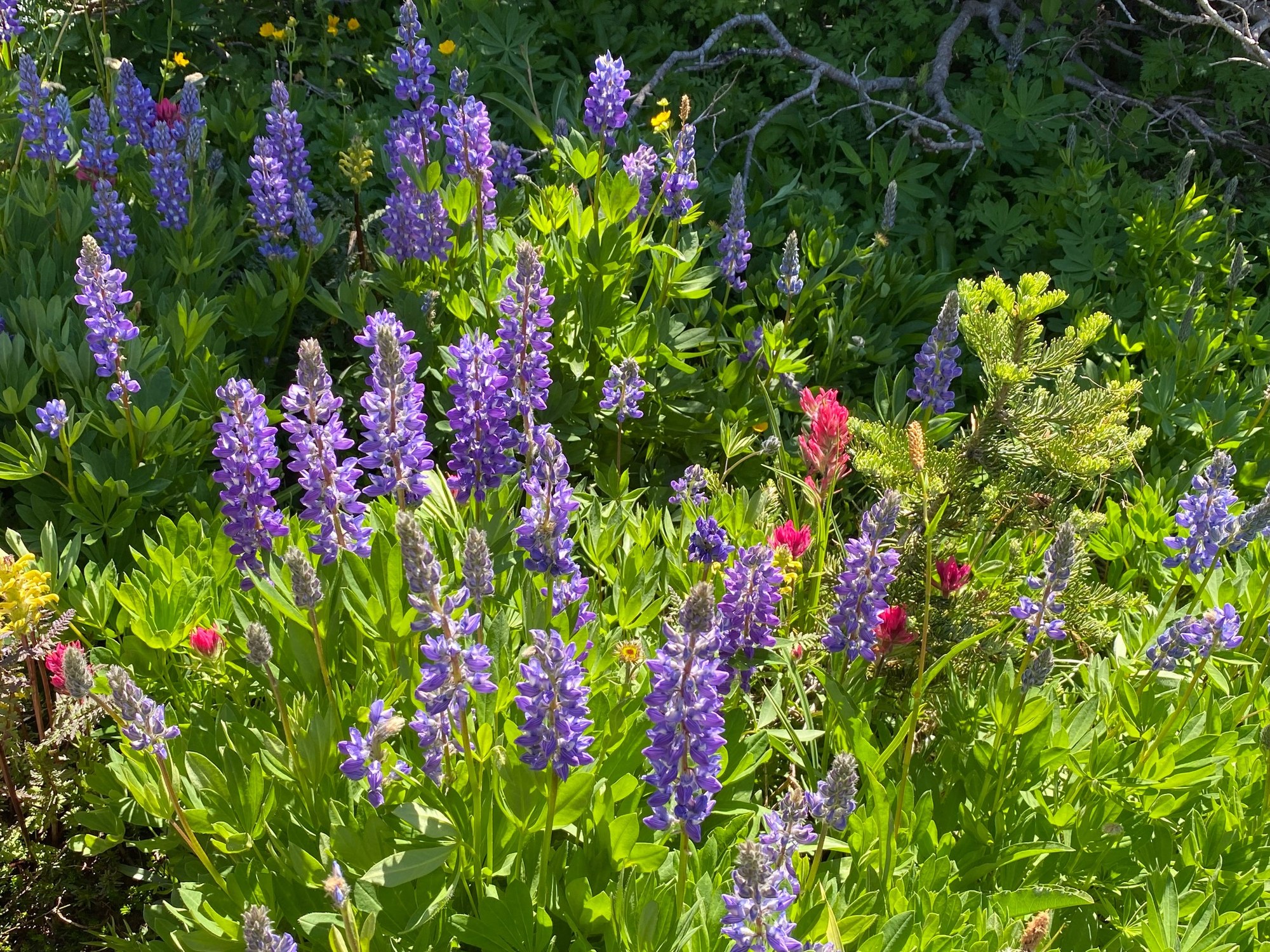 Lupine Meadow.jpg