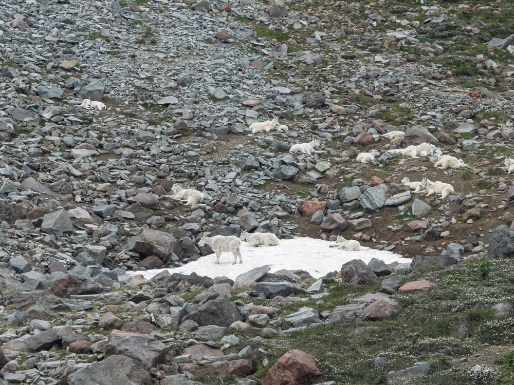 --Mt Rainier NP-3421.jpg