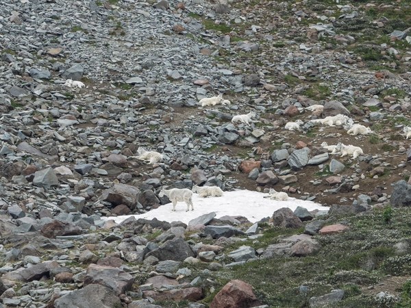 --Mt Rainier NP-3421.jpg