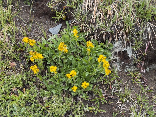 Northern Goldenrod-Frozen Lake - Sunrise Loop-Mount Rainier-3802.jpg