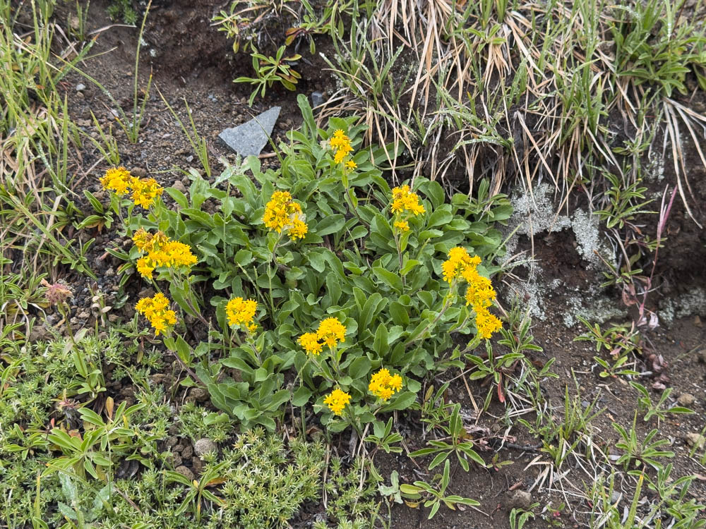 Northern Goldenrod-Frozen Lake - Sunrise Loop-Mount Rainier-3802.jpg