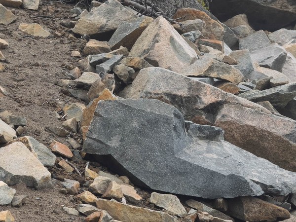 Pika-Frozen Lake - Sunrise Loop-Mount Rainier-3755.jpg