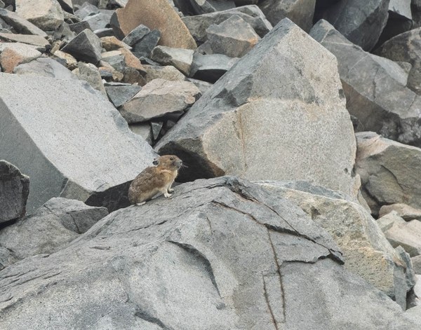 Pika-Frozen Lake - Sunrise Loop-Mount Rainier-3792.jpg