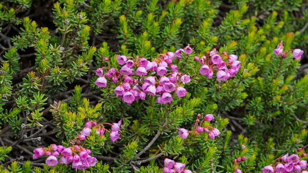 Pink Mountain Heather--Mt Rainier NP-0110.jpg