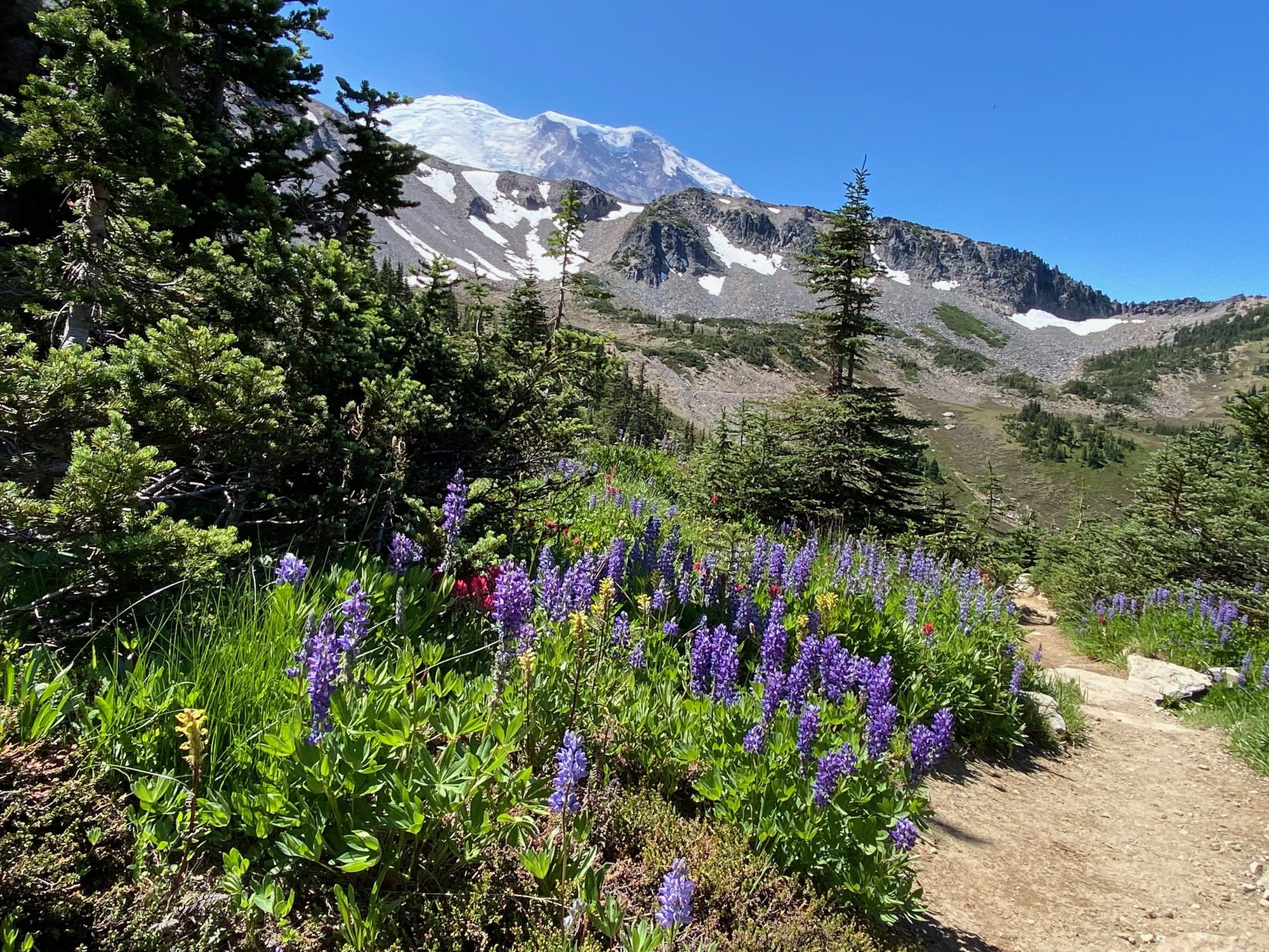 Rainier from Berkeley Park.jpg