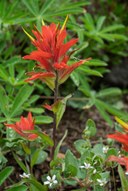 Scarlet Paintbrush--Mt Rainier NP-0102.jpg