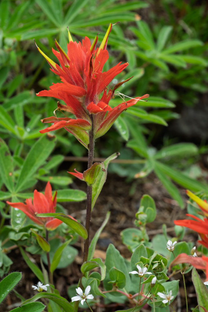 Scarlet Paintbrush--Mt Rainier NP-0102.jpg