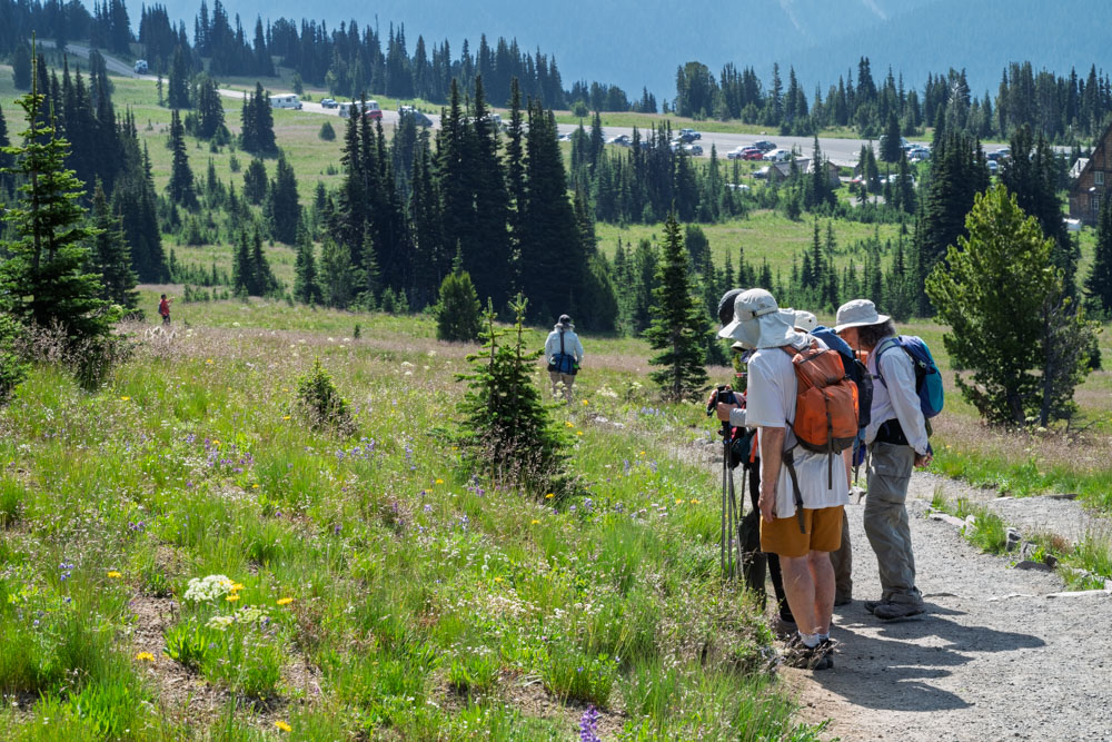 Studying Flowers--Mt Rainier NP-0059.jpg
