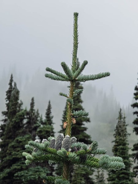 Subalpine fir cones in the fog-Frozen Lake - Sunrise Loop-Mount Rainier-3911.jpg