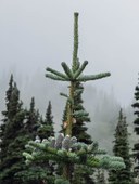 Subalpine fir cones in the fog-Frozen Lake - Sunrise Loop-Mount Rainier-3911.jpg