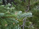 Subalpine fir needles and new growth-Frozen Lake - Sunrise Loop-Mount Rainier-3903.jpg