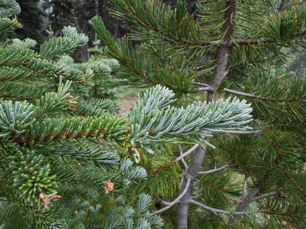 Subalpine fir needles and new growth-Frozen Lake - Sunrise Loop-Mount Rainier-3903.jpg