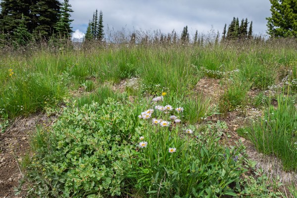 Subalpine Fleabane and others--Mt Rainier NP-0033.jpg