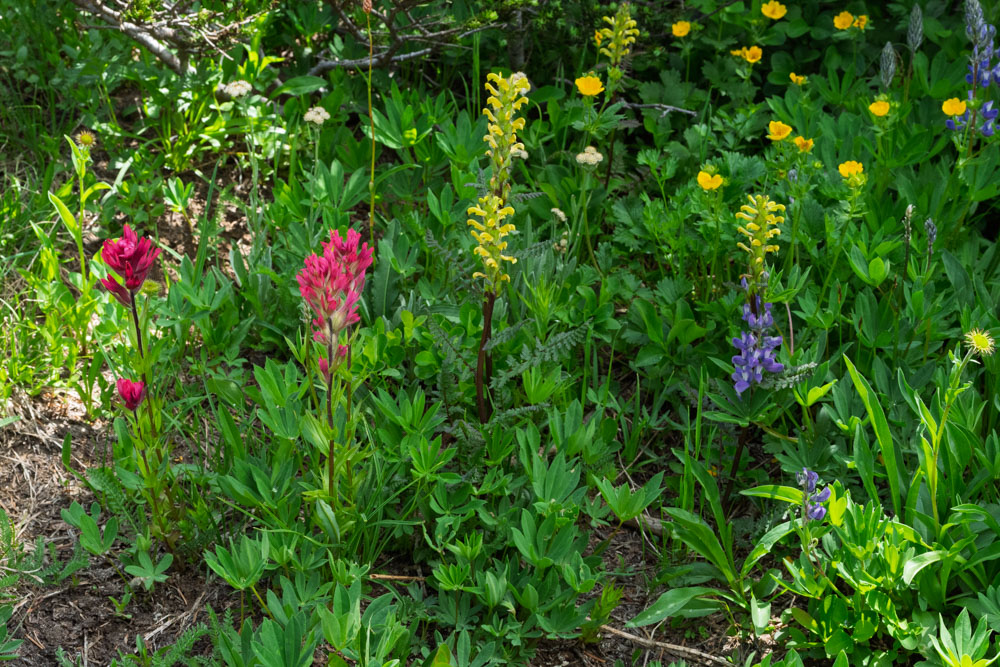 Subalpine Flowers--Mt Rainier NP-0106.jpg