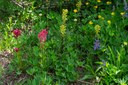 Subalpine Flowers--Mt Rainier NP-0106.jpg