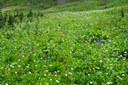 Subalpine Flowers--Mt Rainier NP-0133.jpg