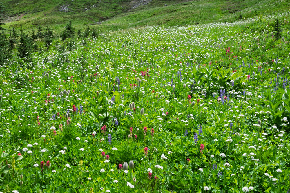 Subalpine Flowers--Mt Rainier NP-0133.jpg