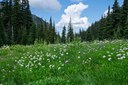Subalpine Flowers--Mt Rainier NP-0149.jpg