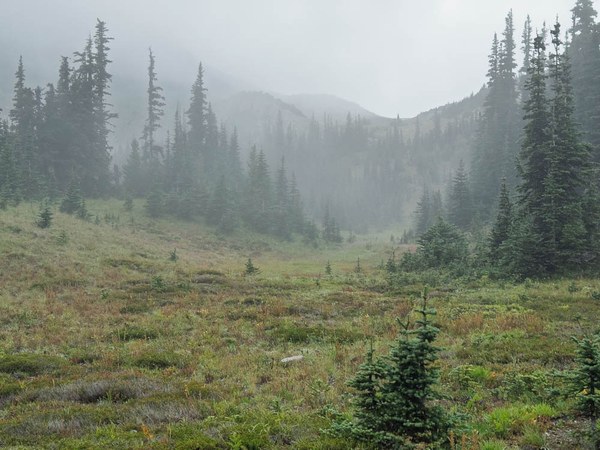 Subalpine Meadow in the fog - ice flow-Frozen Lake - Sunrise Loop-Mount Rainier-3899.jpg