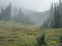 Subalpine Meadow in the fog - ice flow-Frozen Lake - Sunrise Loop-Mount Rainier-3899.jpg