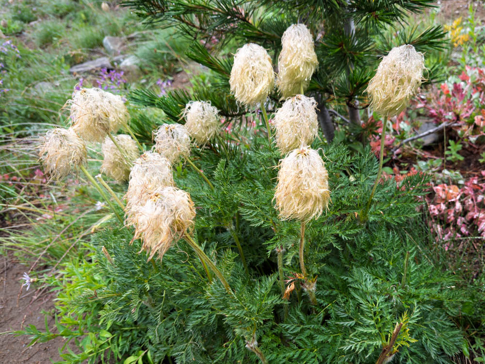 Western Pasqueflower-Frozen Lake - Sunrise Loop-Mount Rainier-3889.jpg