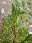 Whitebark Pine needles-Frozen Lake - Sunrise Loop-Mount Rainier-3894.jpg