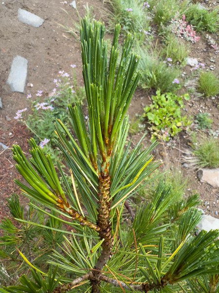 Whitebark Pine needles-Frozen Lake - Sunrise Loop-Mount Rainier-3894.jpg