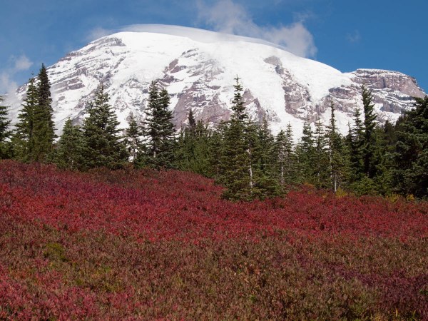 3 Paradise Fall Colors.jpg