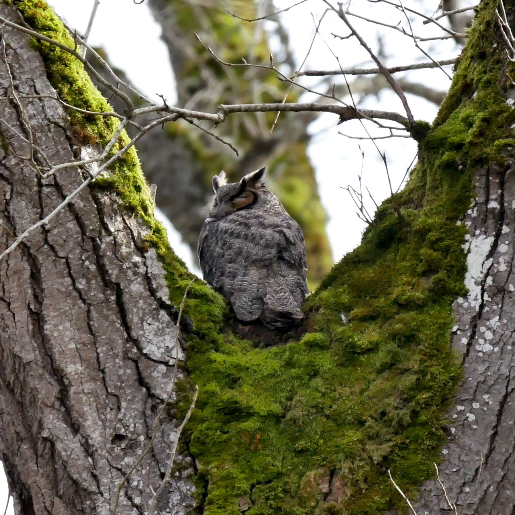 Great Horned Owl