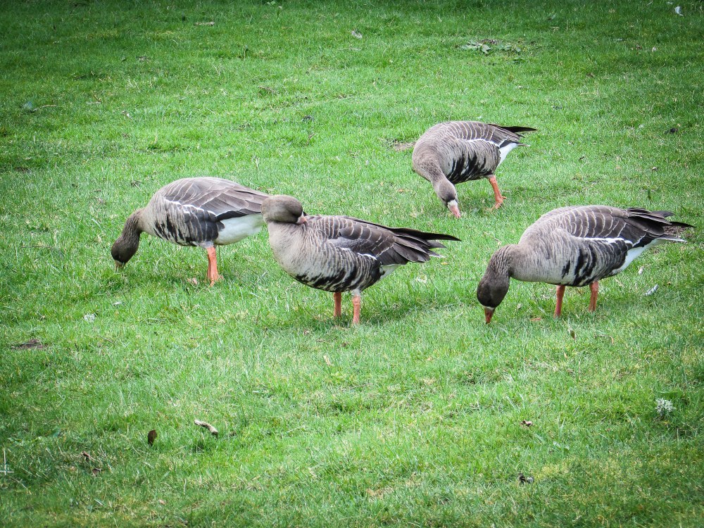 White Fronted Geese White Fronted Geese