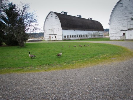 Geese and barns