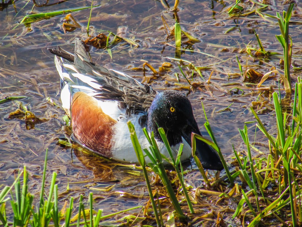 Male Shoveler Male Shoveler