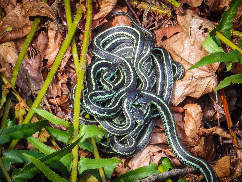 Garter Snakes Garter Snakes