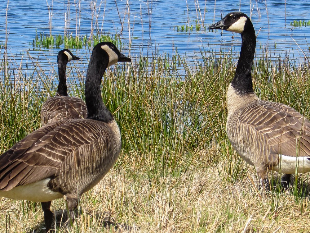 Canada Geese Canada Geese