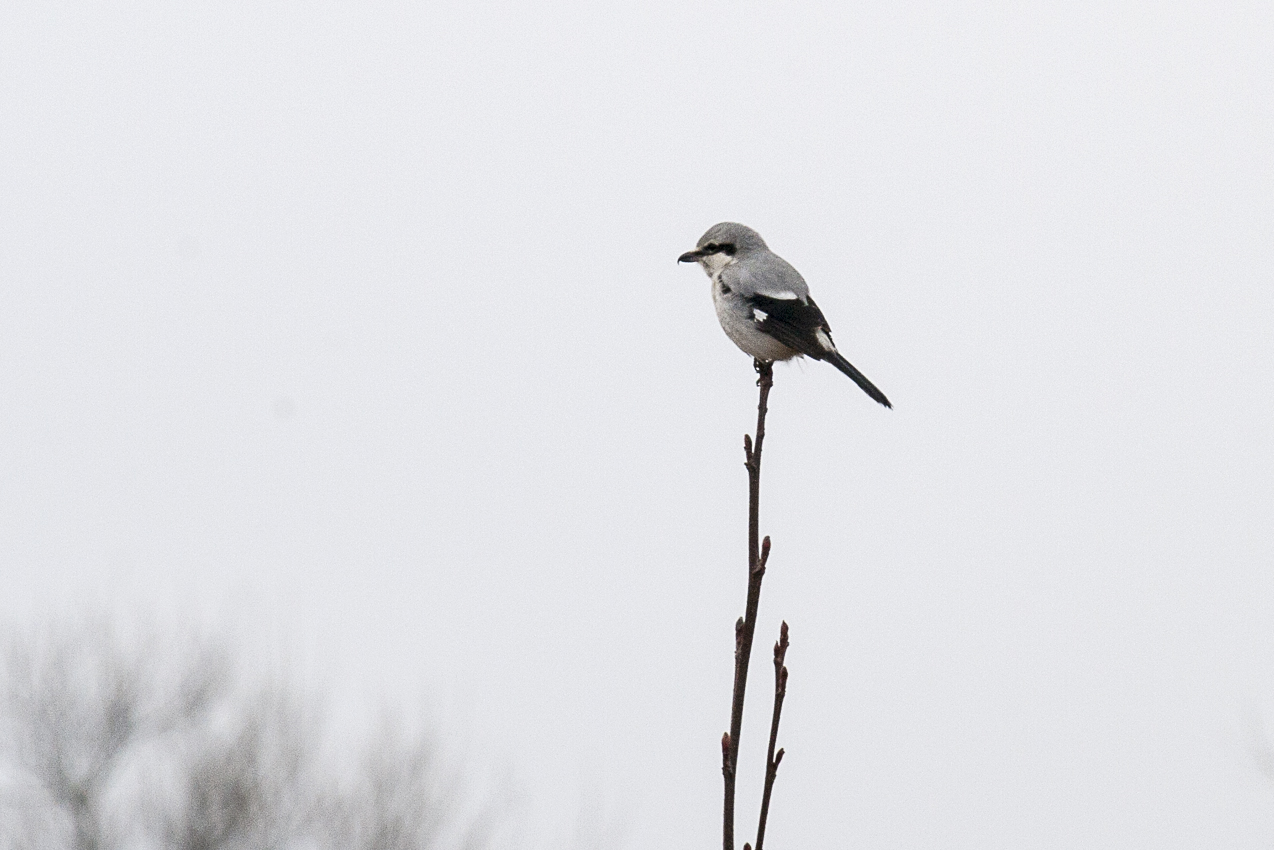 Northern Shrike