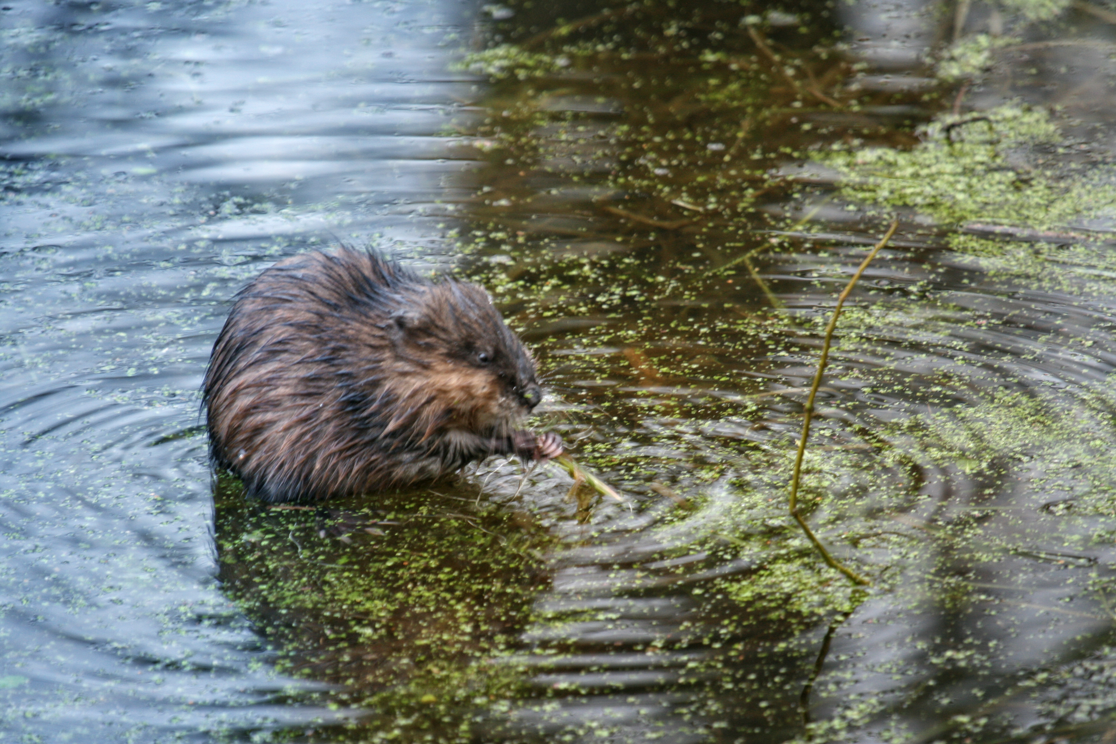 Nutria