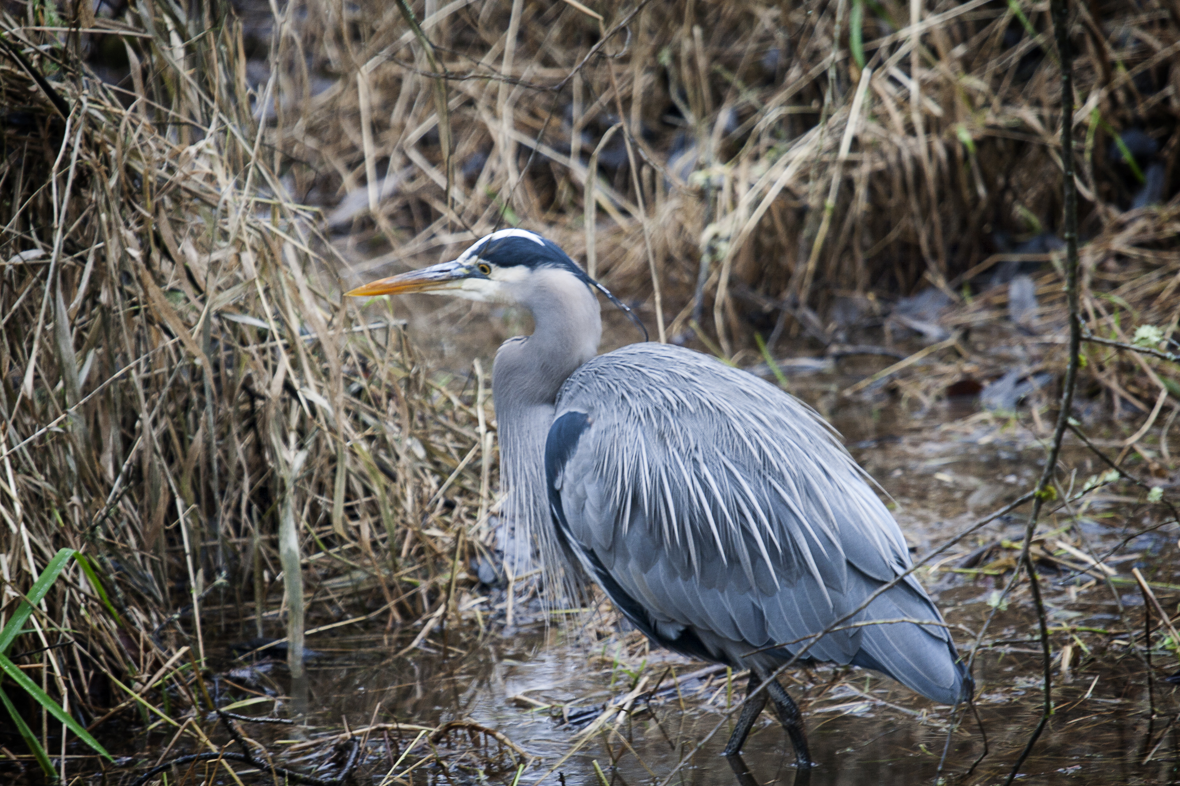 Great Blue Heron