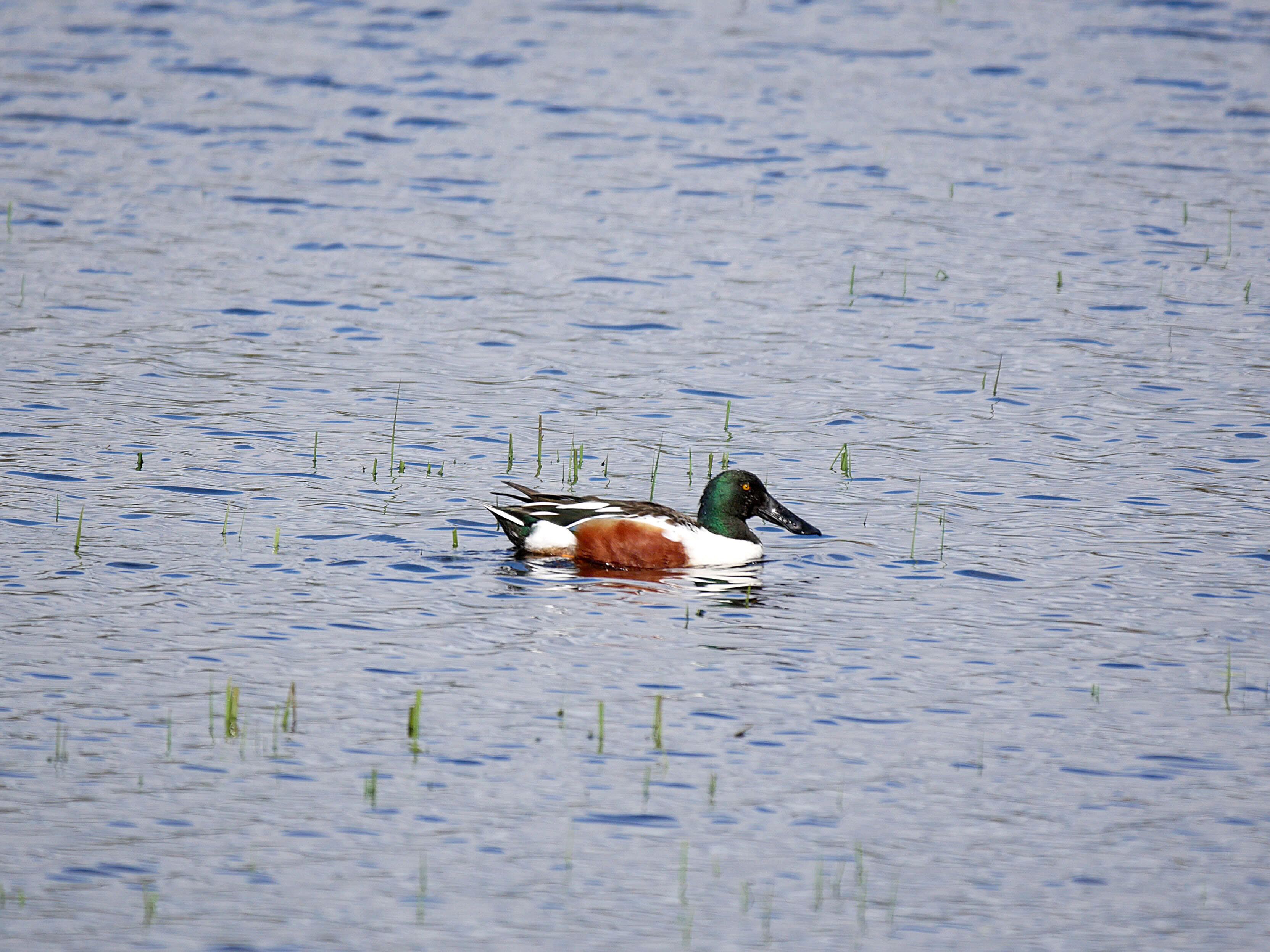 Northern Shoveler
