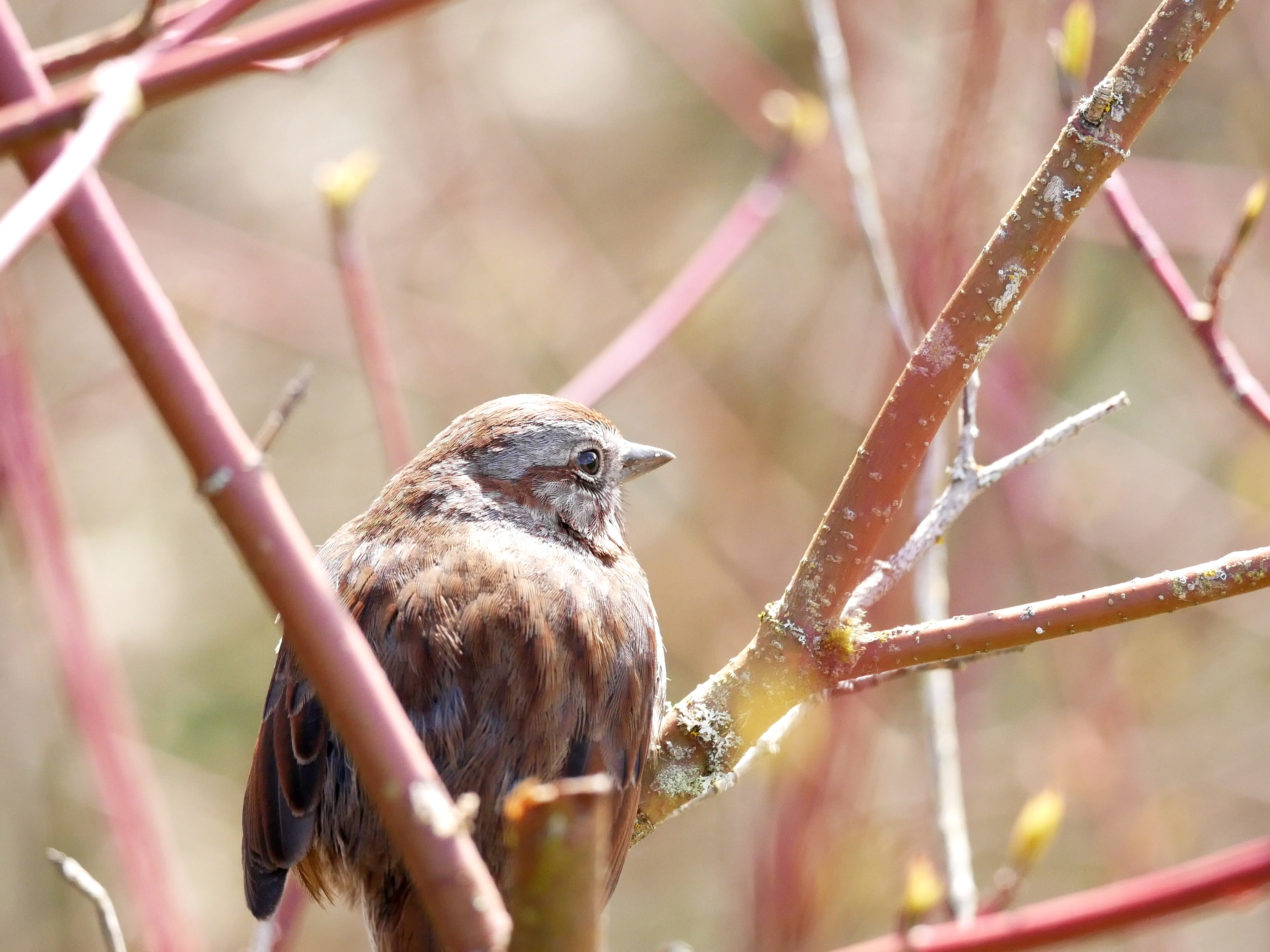 Song Sparrow
