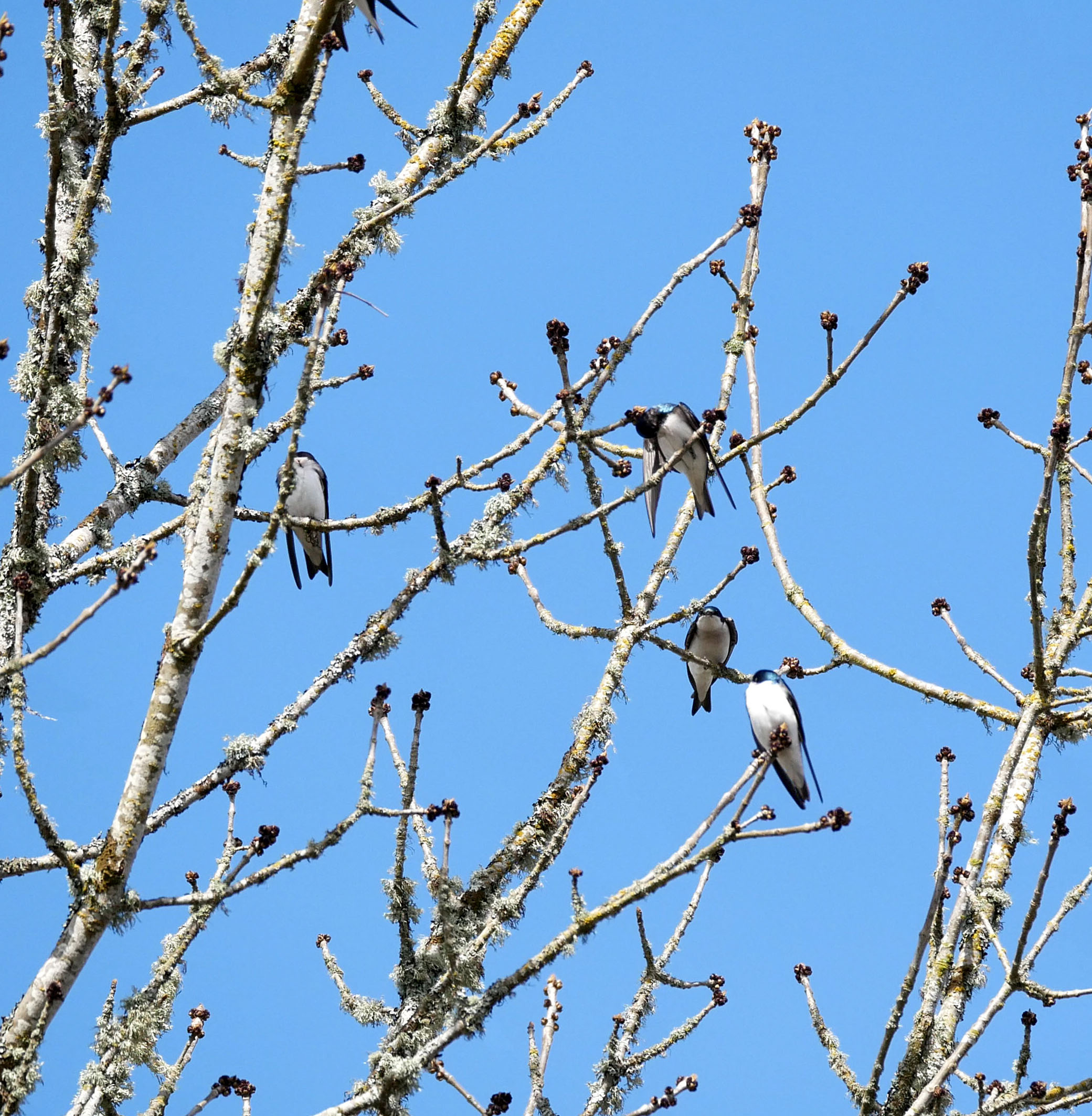 Tree Swallows