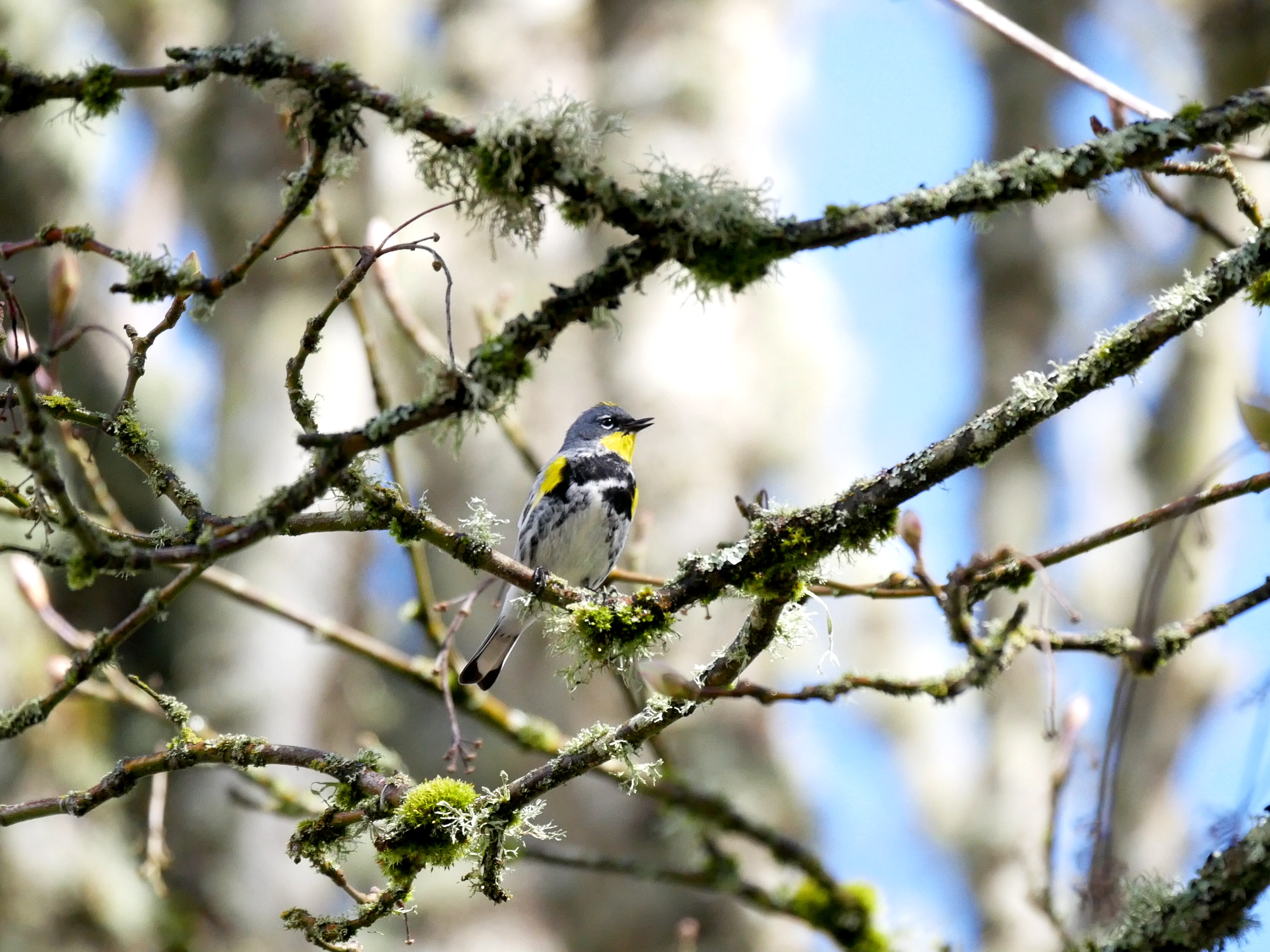 Yellow-rumped warbler