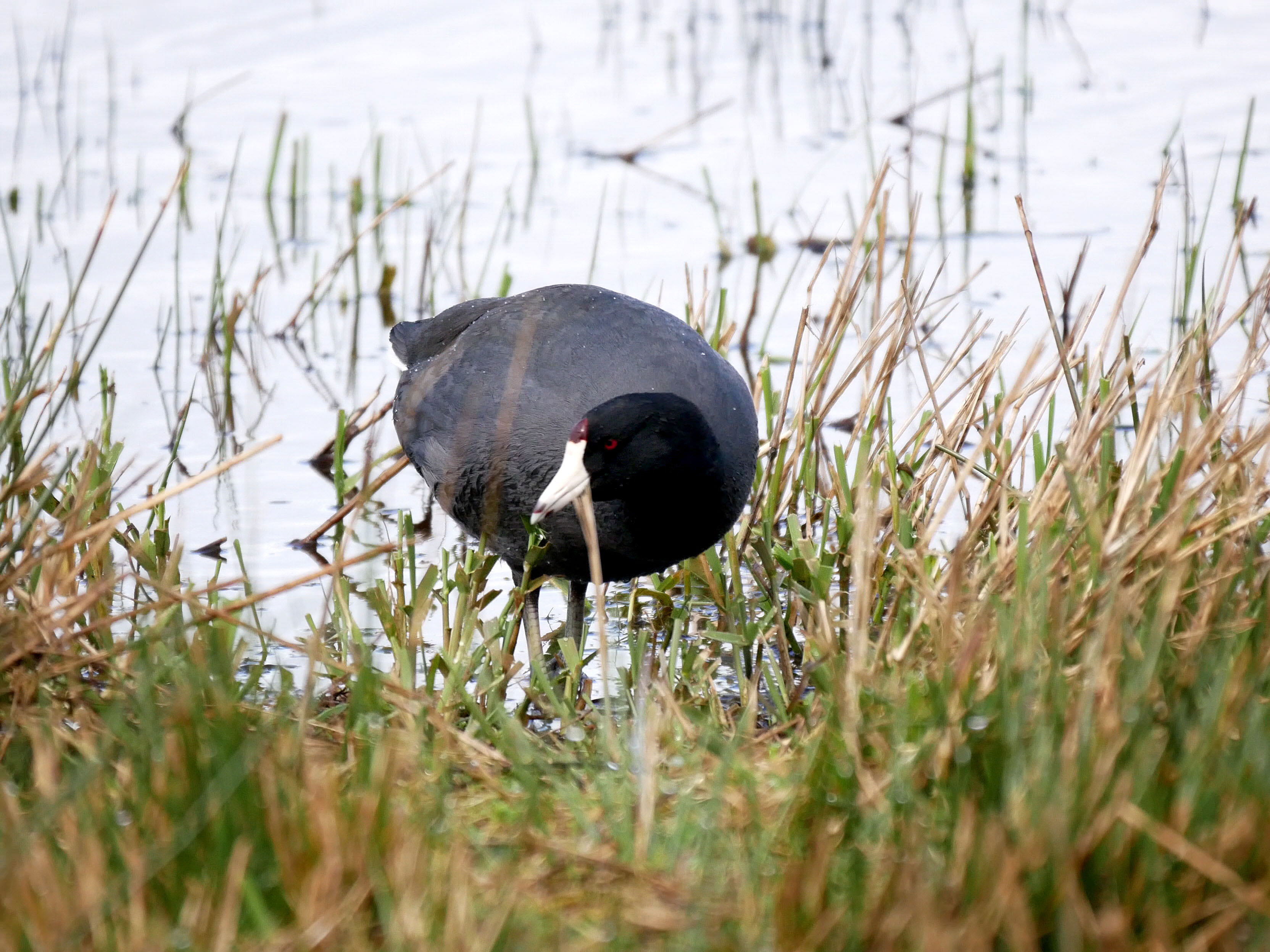 American Coot