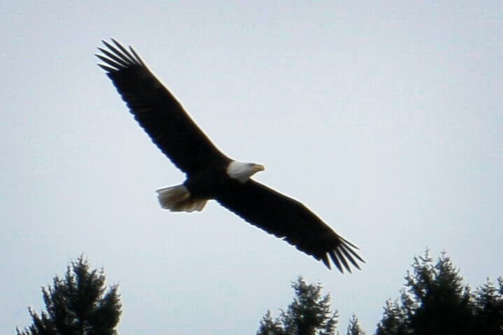 eagle