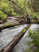 log crossing.jpg
