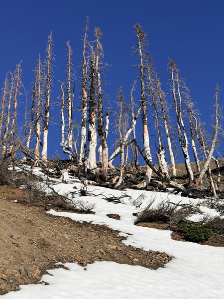 IMG_0868.jpeg IMG_0868.jpeg