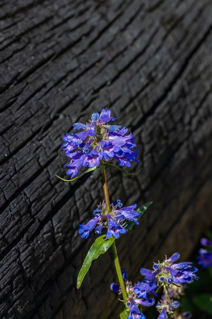 OB-Rentz blue flowers and burnt trunk.jpg